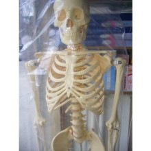 İnsan İskeleti İskelet Maketi