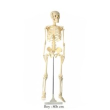 İskelet Maketi Küçük Boy