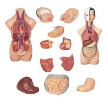 AKAS 20-6 Küçük İnsan Vücudu Modeli