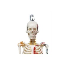 Iskelet Maketi 85 Cm