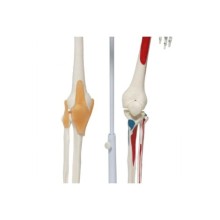 Tam Iskelet Maketi 85 Cm Model 9