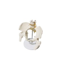 Omurga Pelvis Maketi