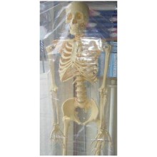 İnsan İskeleti İskelet Maketi