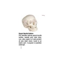 Kuru Kafa Maketi