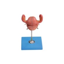 Uterus Maketi