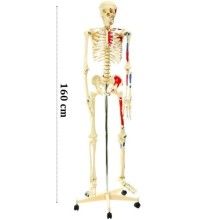 İskelet Modeli 160 CM