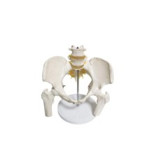 Omurga Pelvis Maketi